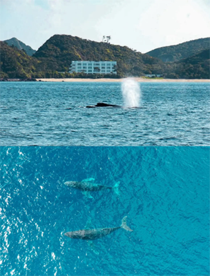 冬にはザトウクジラがやってくる