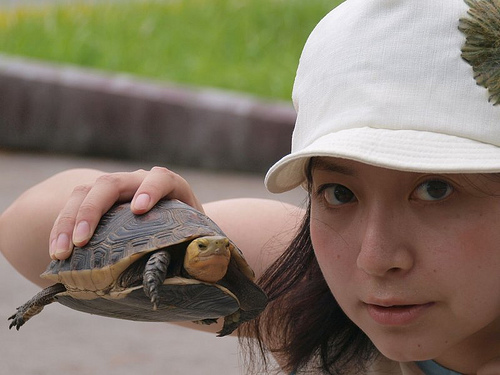 西表島のセマルハコガメをわしづかむメレコさん