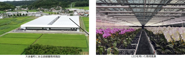 胡蝶蘭を効率よく栽培する「植物工場」