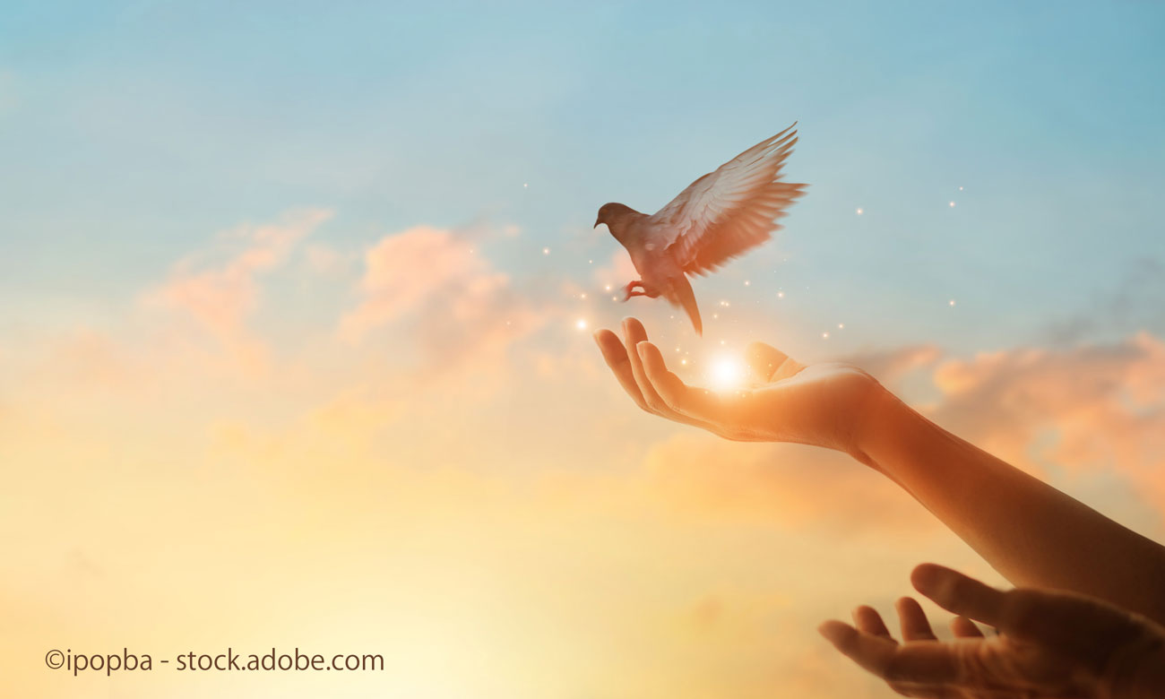 Woman praying and free bird enjoying nature on sunset background, hope concept