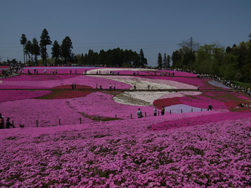 羊山公園の芝桜
